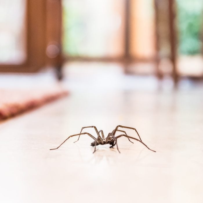蜘蛛在房子里