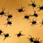 19关于蜘蛛的有趣事实