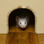 12种方法让老鼠在冬天远离你的小屋